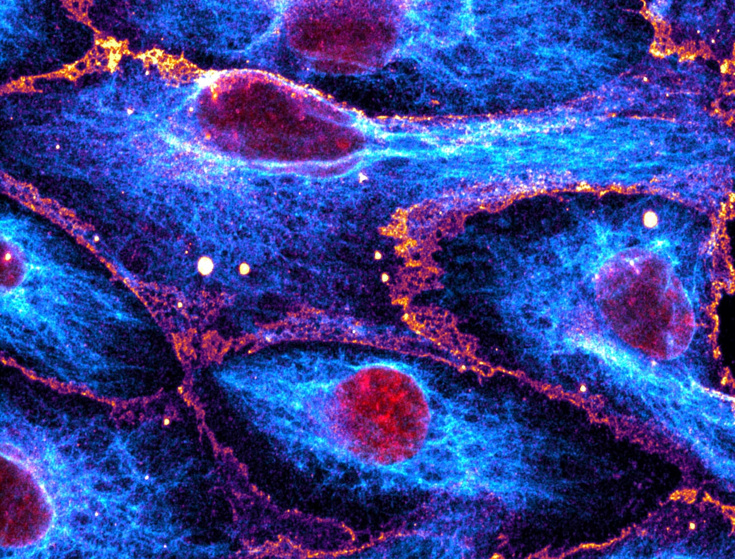 Fluorescence micrograph of cells, showing the plasma membrane and intracellular structures